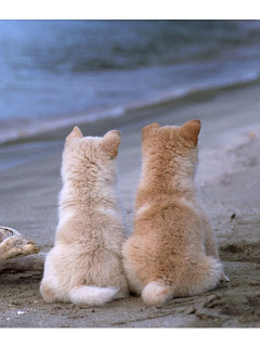 いぬ 黄昏 柴犬 の待ち受け画像 壁紙 動物 パラダイス