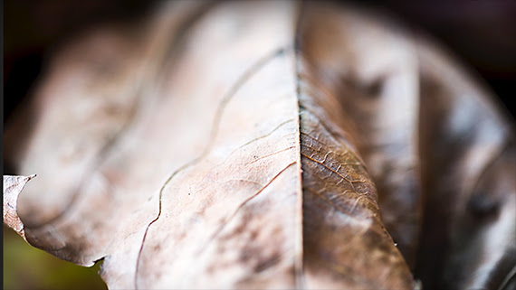 detail view of leaf veins