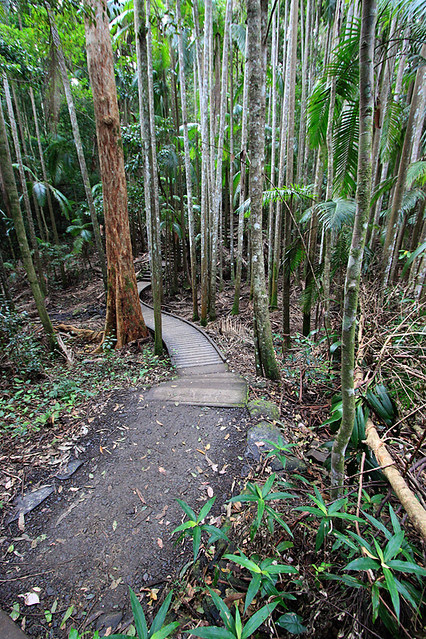 MalenyRainforest1