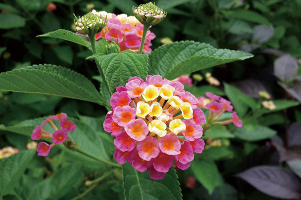 植木鉢で育てたい 秋の花10選 しっとりとした空気を吹き込む草花たち 植木鉢ナビ