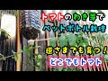 ミニトマト 牛乳パック 栽��� 194512-ミニトマト 牛乳パ���ク 栽培