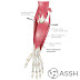 Tendon Diagram : Peroneal Tendon Syndromes Practice Essentials Epidemiology Functional Anatomy - Check spelling or type a new query.