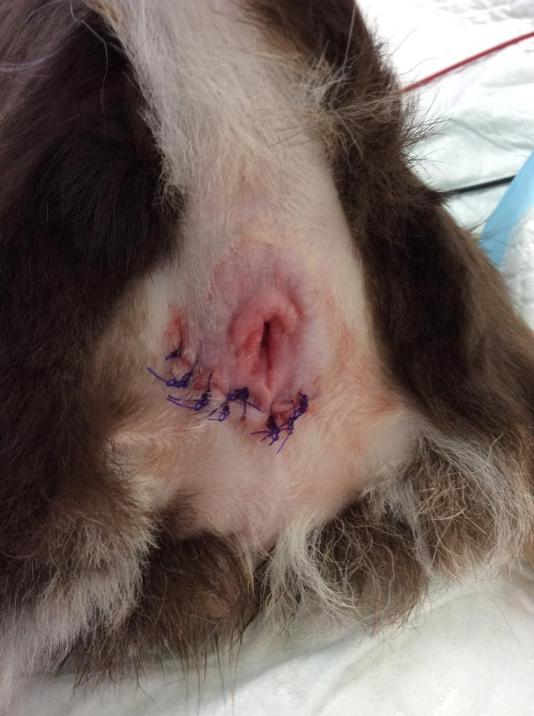 肛門周囲の腫瘍 犬のお尻周りのできもの オアシス便り 垂水オアシス動物病院