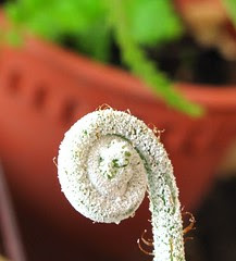 IMG_2170 Fern Frond