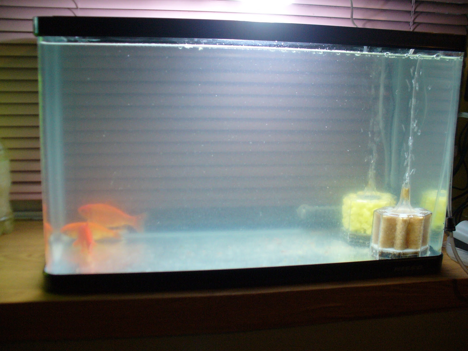 金魚水槽の白濁り 紙コップ水槽