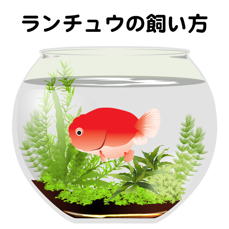 アクア事業部監修 ずんぐりとした体が可愛いランチュウの飼い方は 特徴や価格も紹介