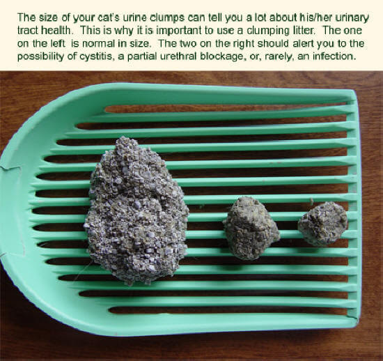 Cat Urinary Tract Diseases: Cystitis, Urethral Obstruction, Urinary ...