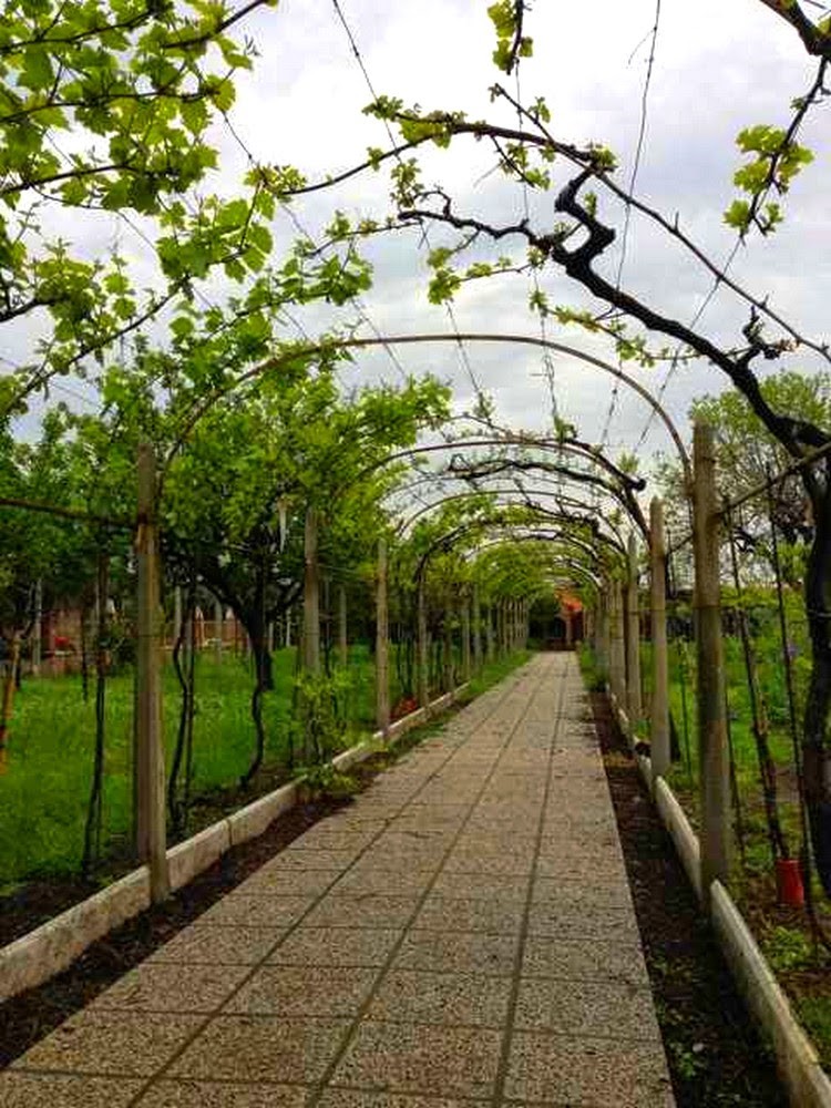 Construire une treille pour la vigne Ma passion du verger Construire une treille pour la vigne Ma passion du verger