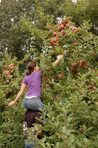 Apple pickin'