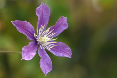 本日 ５月９日の誕生花は 花言葉 今日の花３６５日 フローリスト カノシェ スタッフダイアリー