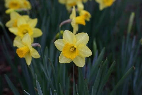 Daffodils