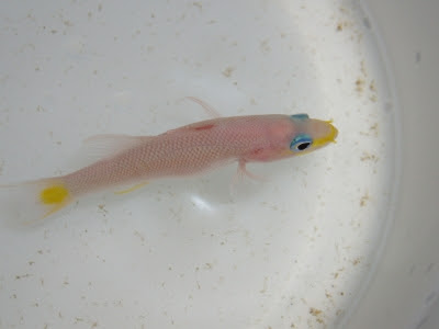 減圧症治療 海水魚が好き 楽天ブログ