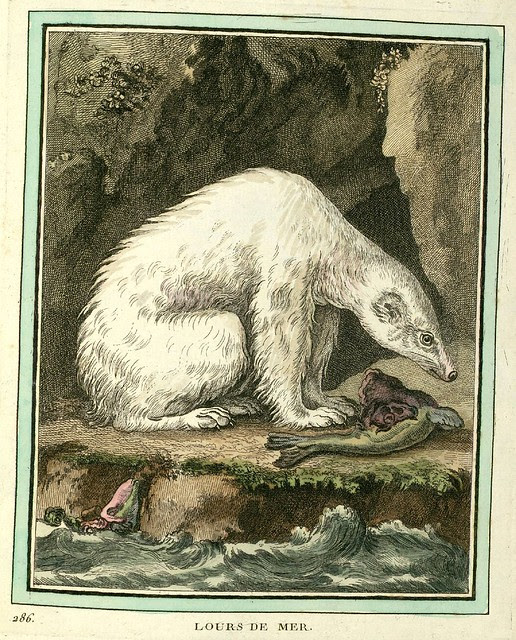 Polar Bear