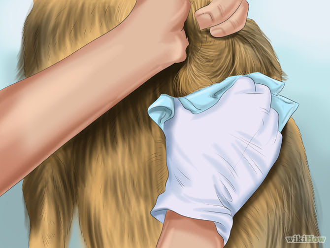 Make Your Dog Smell Better Step 17 Version 2.jpg