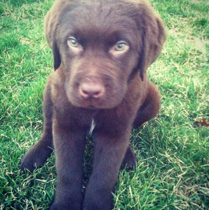 Newfoundland Lab Mix Puppies