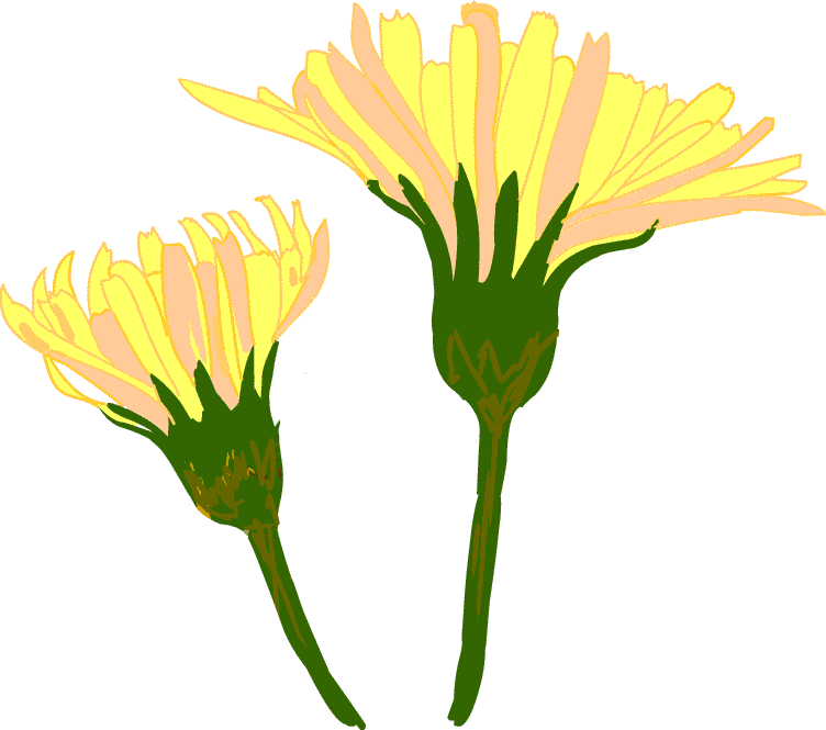 花 イラスト 無料 Gif画像