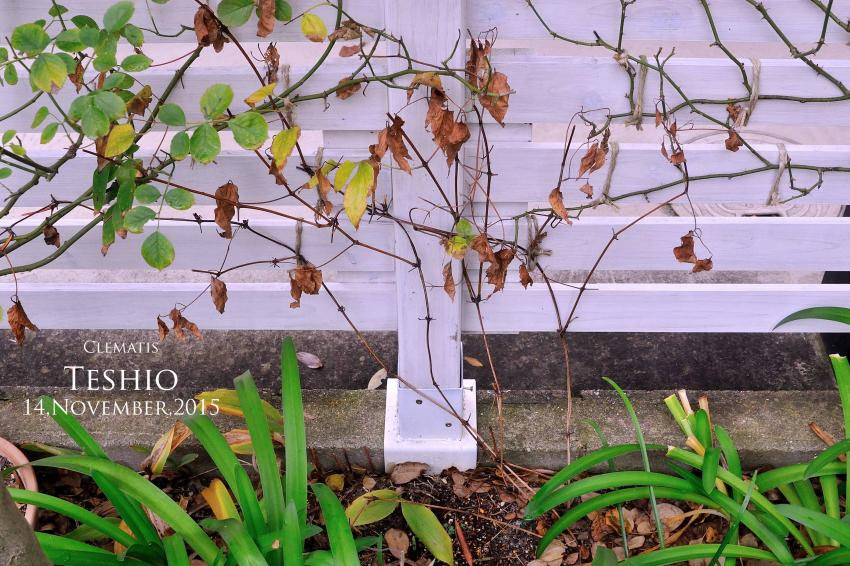 地植えのクレマチス 天塩を鉢植えに戻しました Change My Garden Change My Life
