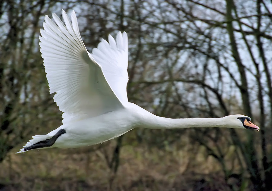 フリー写真 飛んでいる白鳥でアハ体験 Gahag 著作権フリー写真 イラスト素材集