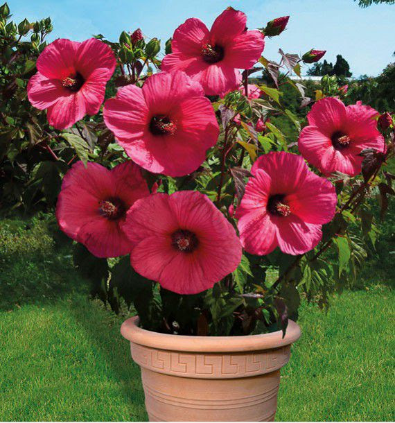 Hibiscus vivace rouge