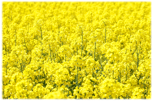 中止 菜の花畑の写真 フォトコンテスト 横浜町役場