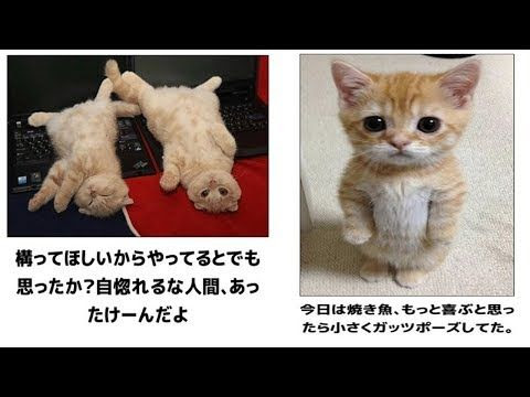 犬猫動画 最高におもしろ犬 猫 動物のハプニング 動物おもしろ画像 吹いたら負け ペット 35 長さ 2 52 犬猫おもしろ 動画まとめ