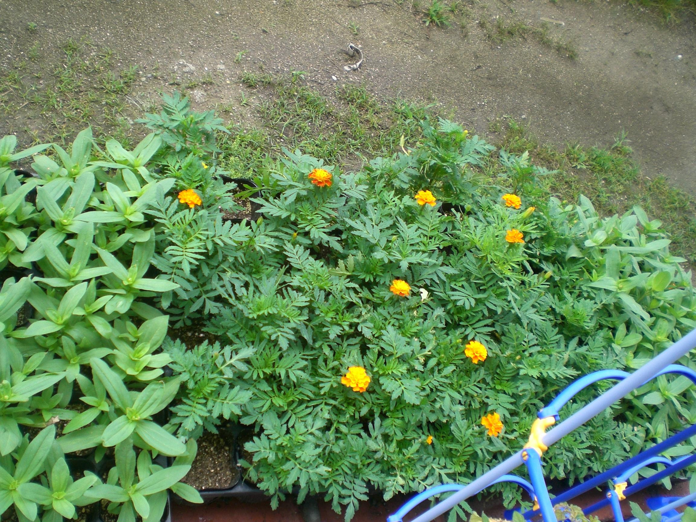すべての美しい花の画像 無料印刷可能7 月 植える 花