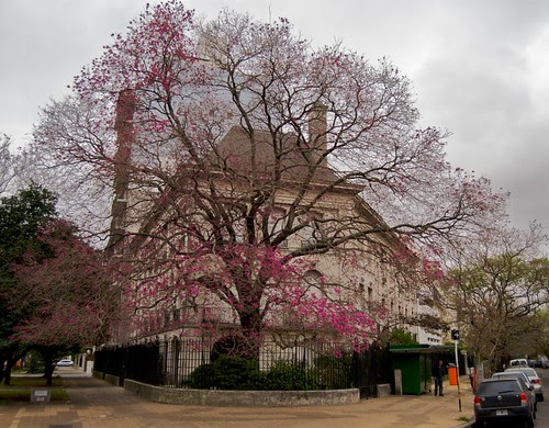 Pink Lapacho Tree