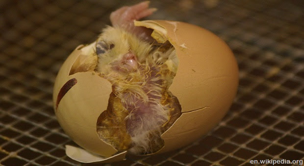 How To Incubate &amp; Hatch Eggs | Survivopedia