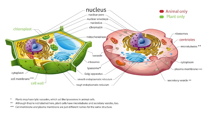 What Is Animal Cell Brainly - Label The Parts Od An Animal Cell Brainly In / Maybe you would like to learn more about one of these?