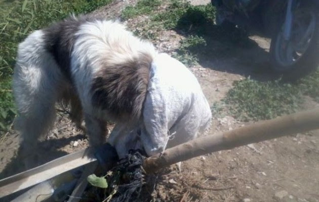 Φθιώτιδα: Άνθρωπος – κτήνος βασάνισε σκύλο (φωτογραφίες)