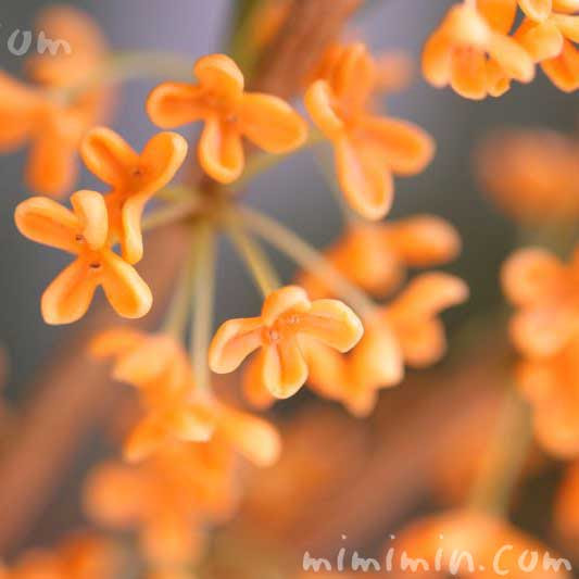 キンモクセイ 金木犀 の花の写真 花言葉 名前の由来 みみみんブログ