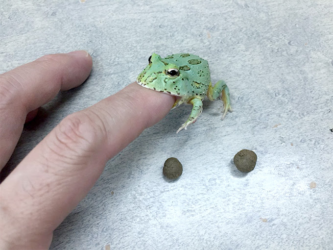 ツノガエルの種類 飼育法 ツノガエルのブリーダーnuance 飼育 販売 Pacman Frog