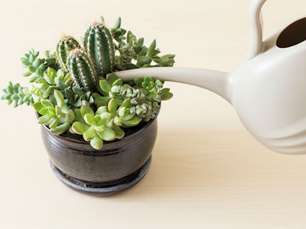 How to Water Succulents | World of Succulents