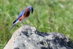 bluebird on rock