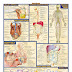 Anatomy Map Organs / Surface Topography And Internal Organs Poster - Clinical ... : For instance, maps constitute both the input and output of a gis.