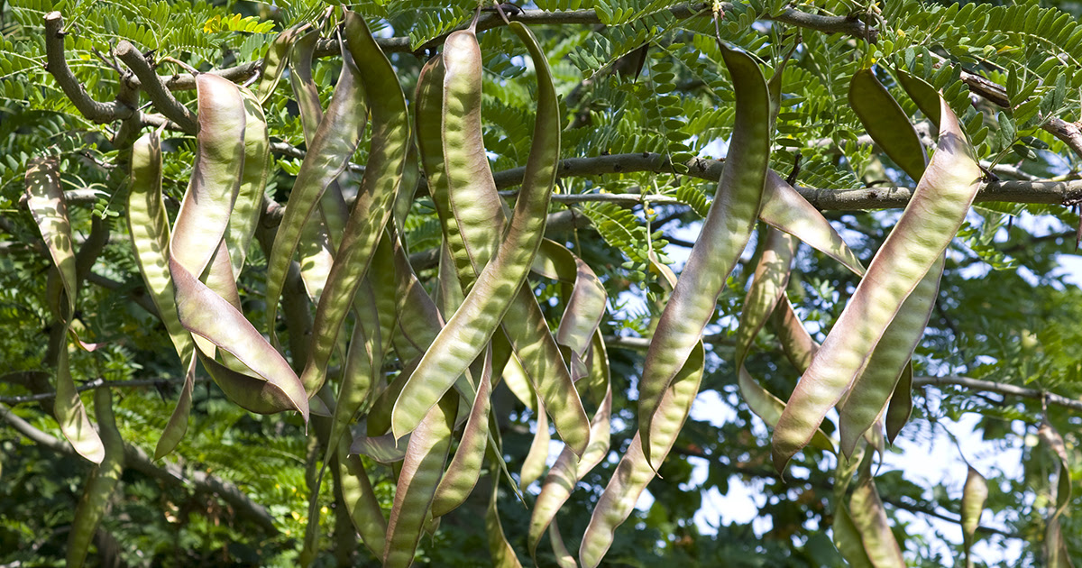 Honey Locust | ASPCA