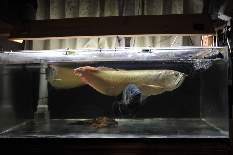 シルバーアロワナとアジアアロワナの写真 Dorayaki Papa 貧乏ガレージハウス