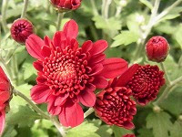 １１月２７日の誕生花 キク 赤 の花言葉 愛しています 高潔なキクの赤い花は 真の愛 弥生おばさんのガーデニングノート 花と緑の365日 楽天ブログ