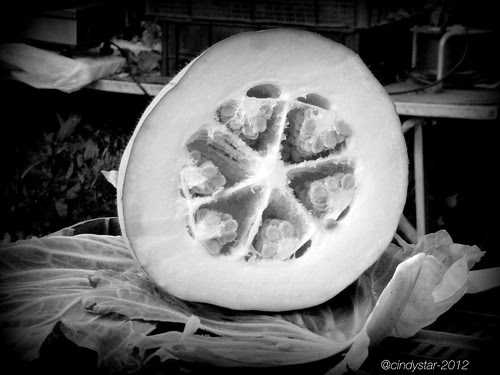 white chinese pumpkin