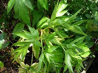 １０月３日の誕生花 アシタバ 明日葉 の花言葉 旺盛な活動力 暖地の海辺に咲く花の 未来への希望 弥生おばさんのガーデニングノート 花と緑の365日 楽天ブログ