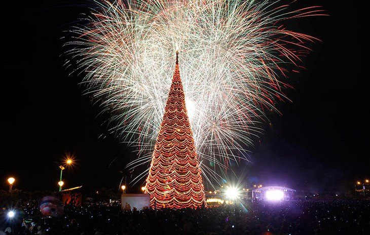 Christmas trees with lights Photography  inspiration photos