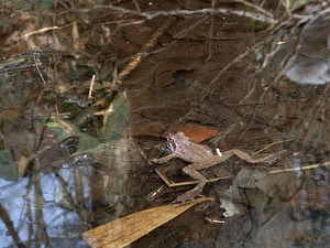 15年のアカガエル産卵前線北上中です 高山ビッキblog