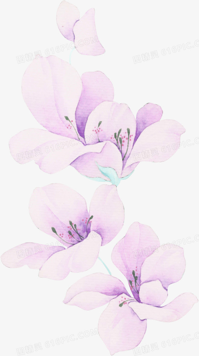 小紫花图片免费下载 Png素材 编号1pkir32jz 图精灵