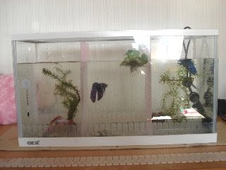 自作のベタ用水槽 好きを満たそう 楽天ブログ