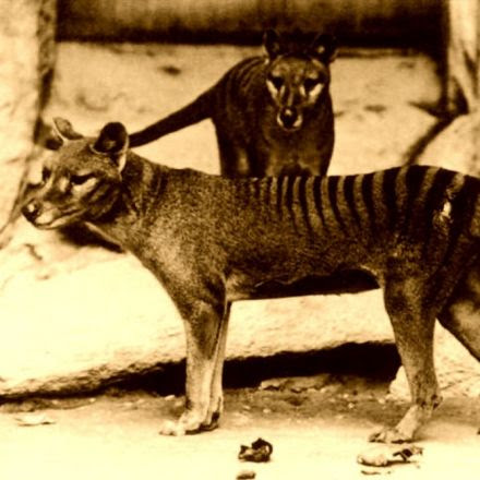 Thylacines: Getting Inside the Head of an Extinct Predator