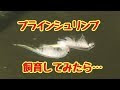 [最新] ぶらいんしゅりんぷ 育て方 209996-ブラインシュリンプ 卵 育て方