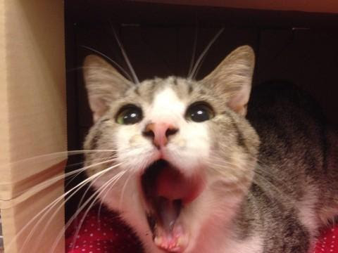 愛知県 すぐに抱っこをせがむので できる 猫の里親募集 ネコジルシ