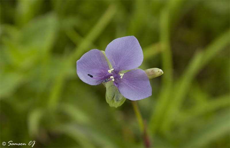 Murudania Simplex