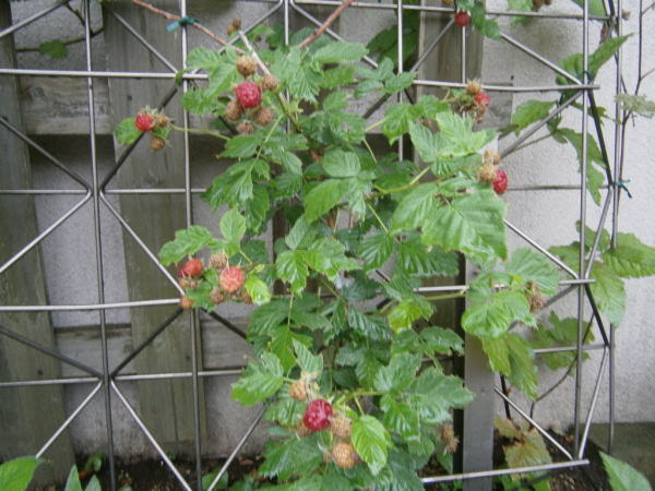 ラズベリーの育て方１