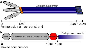 Navigating the Benefits of .Nc Domains for Enhanced Online Presence and Visibility